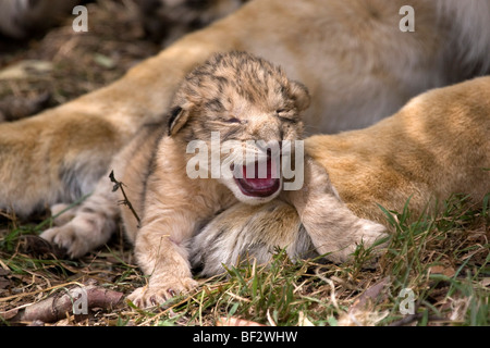 Jour Old Lion cub fait son premier RAAR Banque D'Images