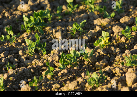 Agriculture - Récolte de la saine croissance initiale des plants de pois frais / près de Burlington, Vermont, USA. Banque D'Images