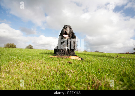 Chien Cocker noir avec un bâton posé sur l'herbe Banque D'Images