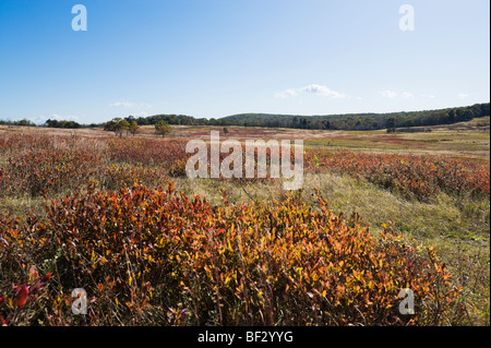 Big Meadows juste à côté de la Skyline Drive, Shenandoah National Park, Blue Ridge Mountains, Virginie, USA Banque D'Images