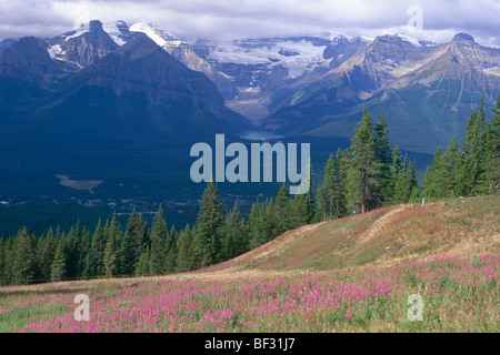 Portrait d'un pré alpin, montagnes Rocheuses, Alberta, Canada Banque D'Images