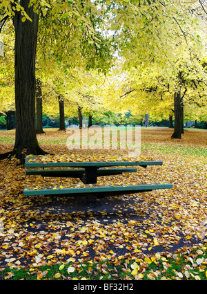 Tilleuls à Portland's Laurelhurst Park retour à l'automne l'or. Banque D'Images