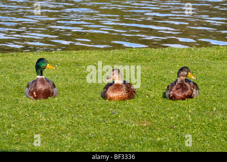 Trois Canard colvert, Anas platyrhynchos Banque D'Images