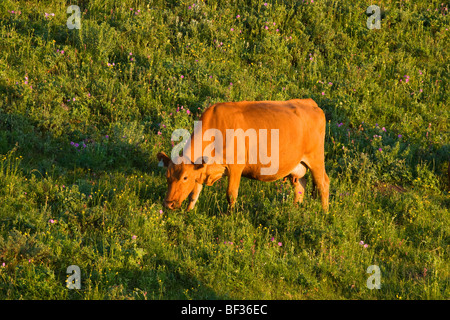 - Élevage de vaches Angus rouge pâturage sur les pentes d'un vert pâturage au lever du soleil / de l'Alberta, au Canada. Banque D'Images
