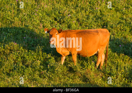 - Élevage de vaches Angus rouge sur les pentes d'un vert pâturage au lever du soleil / de l'Alberta, au Canada. Banque D'Images