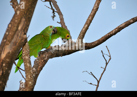 À front bleu, Amazona aestiva amazone, Pantanal, Miranda, Mato Grosso do Sul, Brésil Banque D'Images