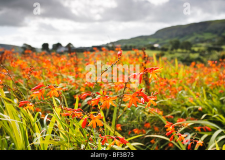 Crocosmia développe dans le point sur la route de recoins Falls près de Carnlough, comté d'Antrim, en Irlande du Nord Banque D'Images