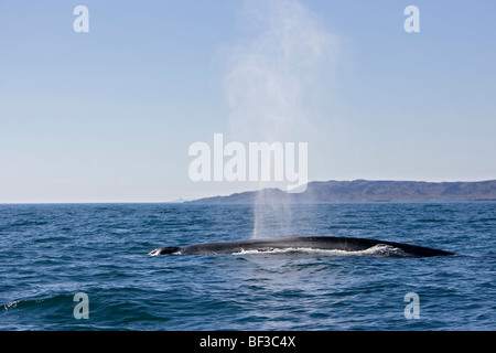 Rorqual bleu (Balaenoptera musculus) souffle à la surface. Banque D'Images