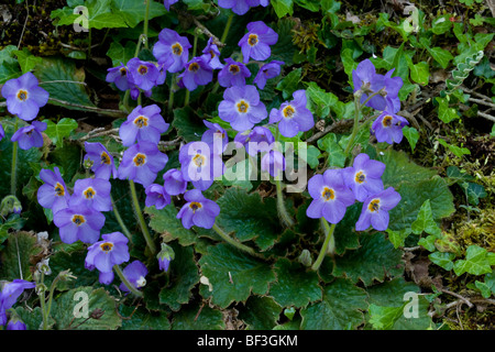 Ramonda serbica - un rare membre de la famille Gesneria - croissant sur la falaise dans le Parc National de Vikos, Grèce du Nord. Banque D'Images