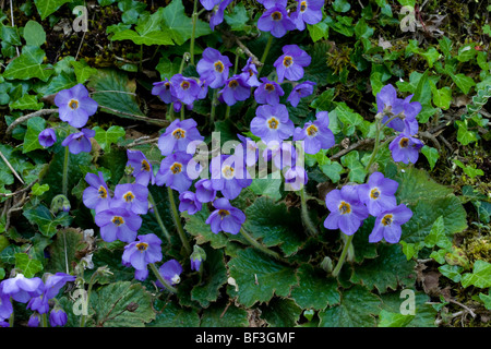 Ramonda serbica - un rare membre de la famille Gesneria - croissant sur la falaise dans le Parc National de Vikos, Grèce du Nord. Banque D'Images