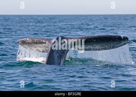 Baleine grise, la baleine grise (Eschrichtius robustus, Eschrichtius gibbosus), fluking. Banque D'Images