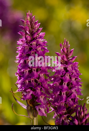 Orchidées Dactylorhiza praetermissa marécageuse du sud à Oxwich, Péninsule de Gower, au Pays de Galles Banque D'Images