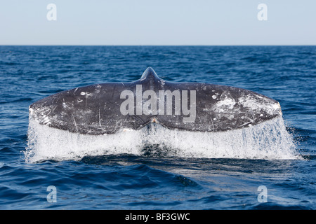 Baleine grise, la baleine grise (Eschrichtius robustus, Eschrichtius gibbosus), fluking. Banque D'Images