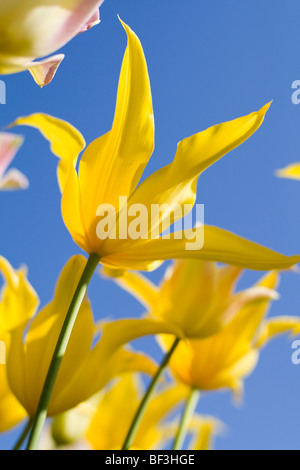 Lily Flowered Tulip "West Point contre Ciel bleu' Banque D'Images