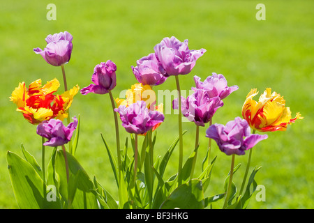 Tulipe perroquet 'Texas Flame' avec tulipes violet Banque D'Images