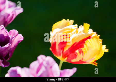 Tulipe perroquet 'Texas Flame' avec tulipes violet Banque D'Images