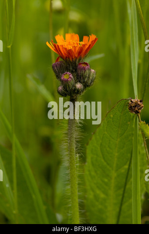 Fox-et-d'oursons ou Orange  = Hieracium pilosella aurantiaca épervière. Banque D'Images