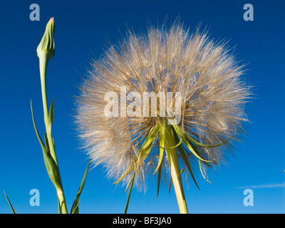 Gros plan - l'élevage de barbe (Tragopogon dubius) aka. Salsifis, jaune à l'étape du démarrage / de l'Alberta, au Canada. Banque D'Images