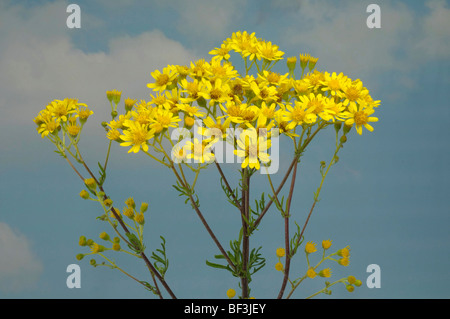 Séneçon commun, Jacobea, Staggerwort (Senecio jacobaea), la floraison. Banque D'Images