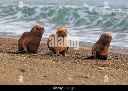 Lion de mer du Sud (Otaria flavescens, Otaria byronia). Trois mineurs marchant sur une plage. La Péninsule de Valdès, Argentine. Banque D'Images