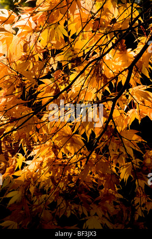 Les feuilles d'automne d'un Acer palmatum Banque D'Images