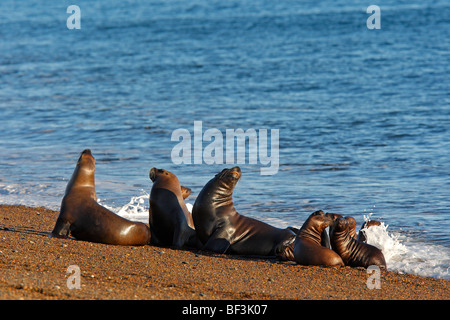 Lion de mer du Sud (Otaria flavescens, Otaria byronia). Avec les jeunes du groupe sur une plage. La Péninsule de Valdès, Argentine. Banque D'Images