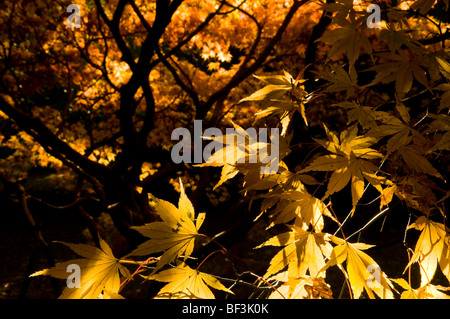 Les feuilles d'automne d'un Acer palmatum Banque D'Images