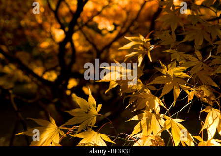 Les feuilles d'automne d'un Acer palmatum Banque D'Images