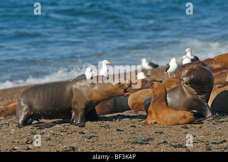 Lion de mer du Sud (Otaria flavescens, Otaria byronia). Réprimander les jeunes femmes. La Péninsule de Valdès, Argentine. Banque D'Images