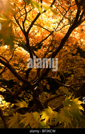 Les feuilles d'automne d'un Acer palmatum Banque D'Images