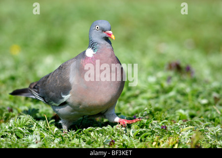 Pigeon ramier (Columba palumbus) marcher sur la végétation. Banque D'Images