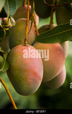 Agriculture - mangues arrivant à échéance sur l'arbre / Kona, Hawaii, USA. Banque D'Images