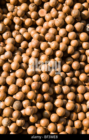 Agriculture - récoltés dans les noix de macadamia shell après la balle extérieure ont été supprimés / New York, USA. Banque D'Images