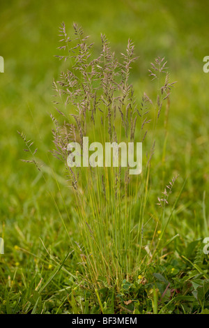 Festuca rubra fétuque rouge Banque D'Images