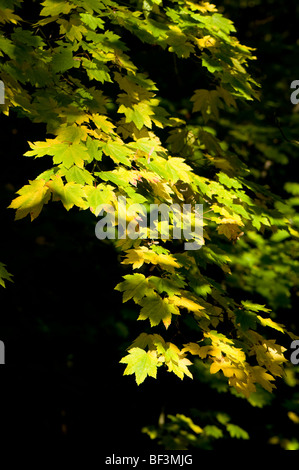 Acer japonicum vitifolium à feuilles de vigne, Pleine lune en automne de l'Érable Banque D'Images