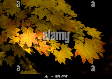 Acer japonicum vitifolium à feuilles de vigne, Pleine lune en automne de l'Érable Banque D'Images