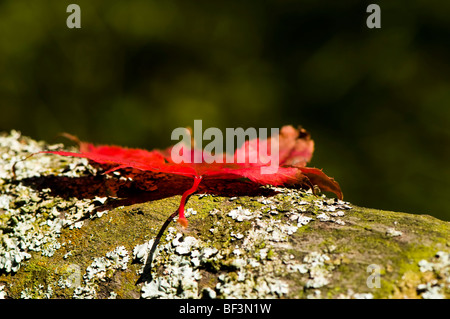 Fallen Leaf acer rouge sur l'écorce des arbres Banque D'Images