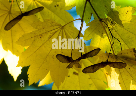 Acer japonicum vitifolium à feuilles de vigne, Pleine lune en automne de l'Érable Banque D'Images