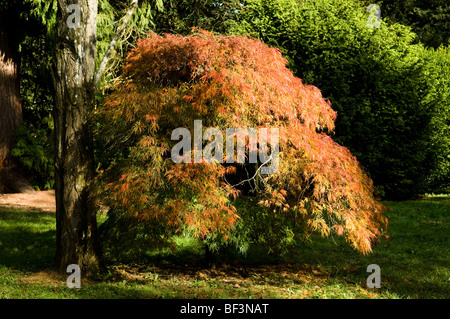 Acer palmatum dissectum, Cut-leaved érable japonais à Westonbirt Arboretum en automne Banque D'Images