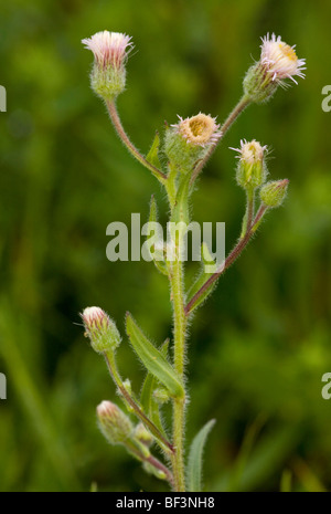 Acer de bleu en fleurs, prairies calcaires. Banque D'Images