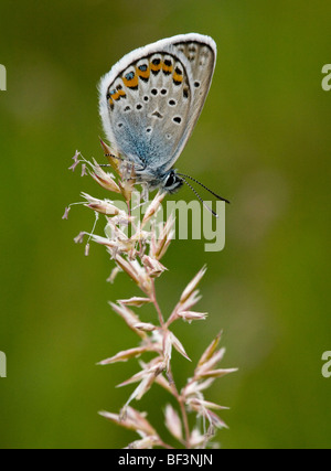 Papillon bleu étoilé argent Plebejus argus ; repos mâle Banque D'Images