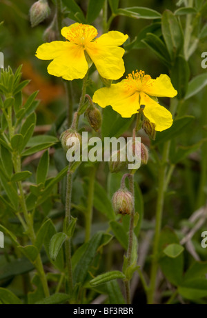 Ciste Helianthemum nummularium commun  = H. chamaecistus Banque D'Images