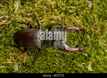Stag Beetle Lucanus cervus mâle sur souche moussue, Breite. Banque D'Images