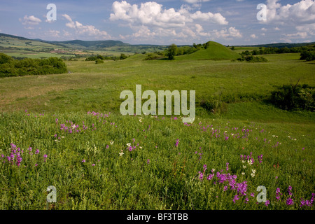 Les espèces à fleurs 'riches' tumps juste au sud de Targu Mures, la Transylvanie. Polygala principaux au premier plan. Banque D'Images