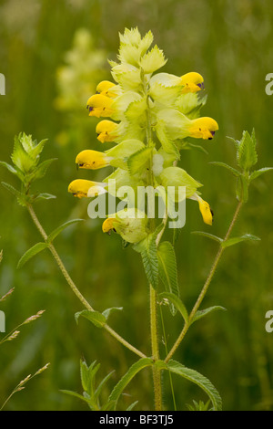 Un hochet jaune, ou le foin rattle Rhinanthus rumelicus Banque D'Images