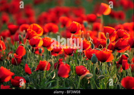 Fleurs sauvages de pavot coquelicot rouge rouge vert la nature et l'environnement des champs de pavot Banque D'Images
