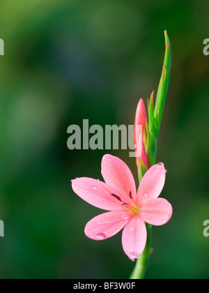 Kaffir Lily rose, Schizostylis coccinea Banque D'Images