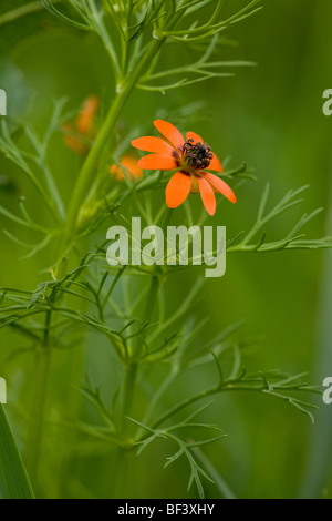 Summer Pheasant's Eye Adonis aestivalis Banque D'Images