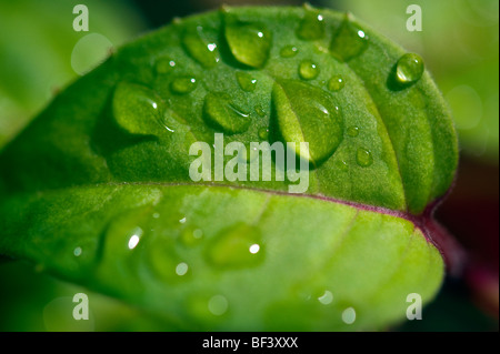 Recueillir des gouttes de rosée du matin sur les feuilles d'une plante dans le jardin d'une maison dans les régions rurales de l'Angleterre Banque D'Images