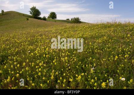 Masses d'un hochet jaune (ou le foin hochet), Rhinanthus rumelicus prairies riches en espèces près de Viscri, Roumanie Banque D'Images